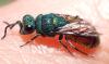 Chrysura radians